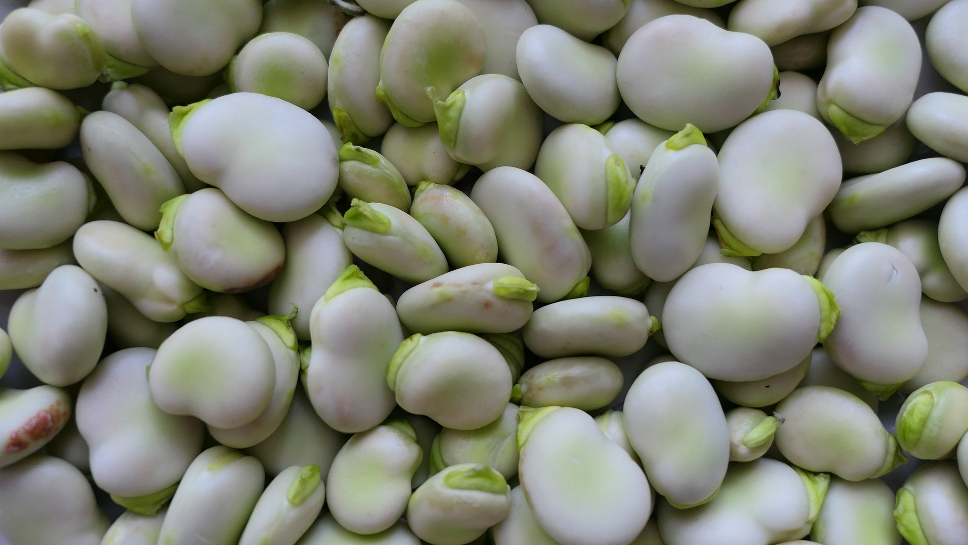 O feijão-fava é destaque entre as proteínas vegetais