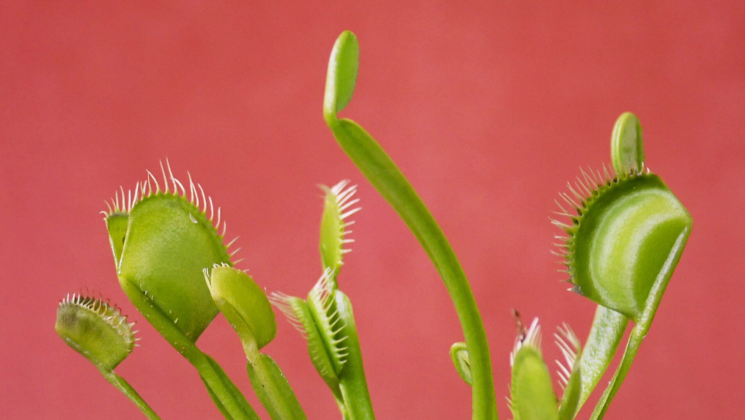 Plantas Carnívoras - Plantas Carnívoras