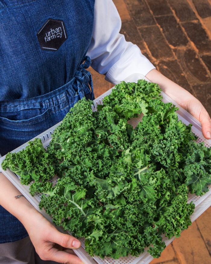 Couve Kale - Urban Farmcy