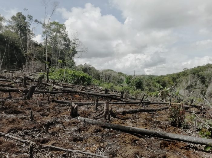 Degradação da Amazônia 