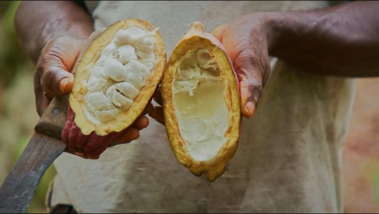 Nestlé desenvolve nova técnica para aumentar rendimento do cacau em meio à crise climática