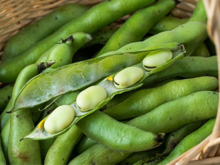 Canadá aposta em projeto de US$ 24mi para desenvolver proteínas de fava e micélio
